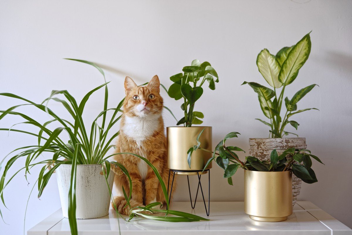 22 plantas pet friendly para dar vida a todos ambientes da casa