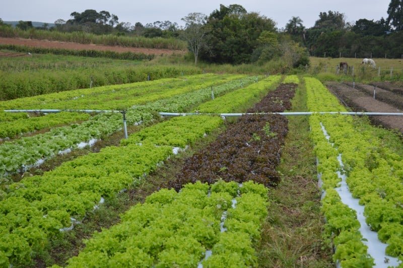 Agricultores vão a Brasília por revogação de mudanças no Proagro