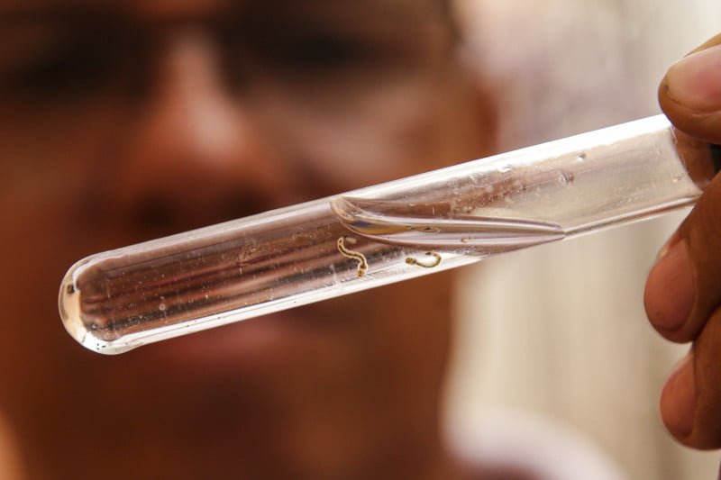 Rio Grande do Sul confirma mais duas mortes por dengue