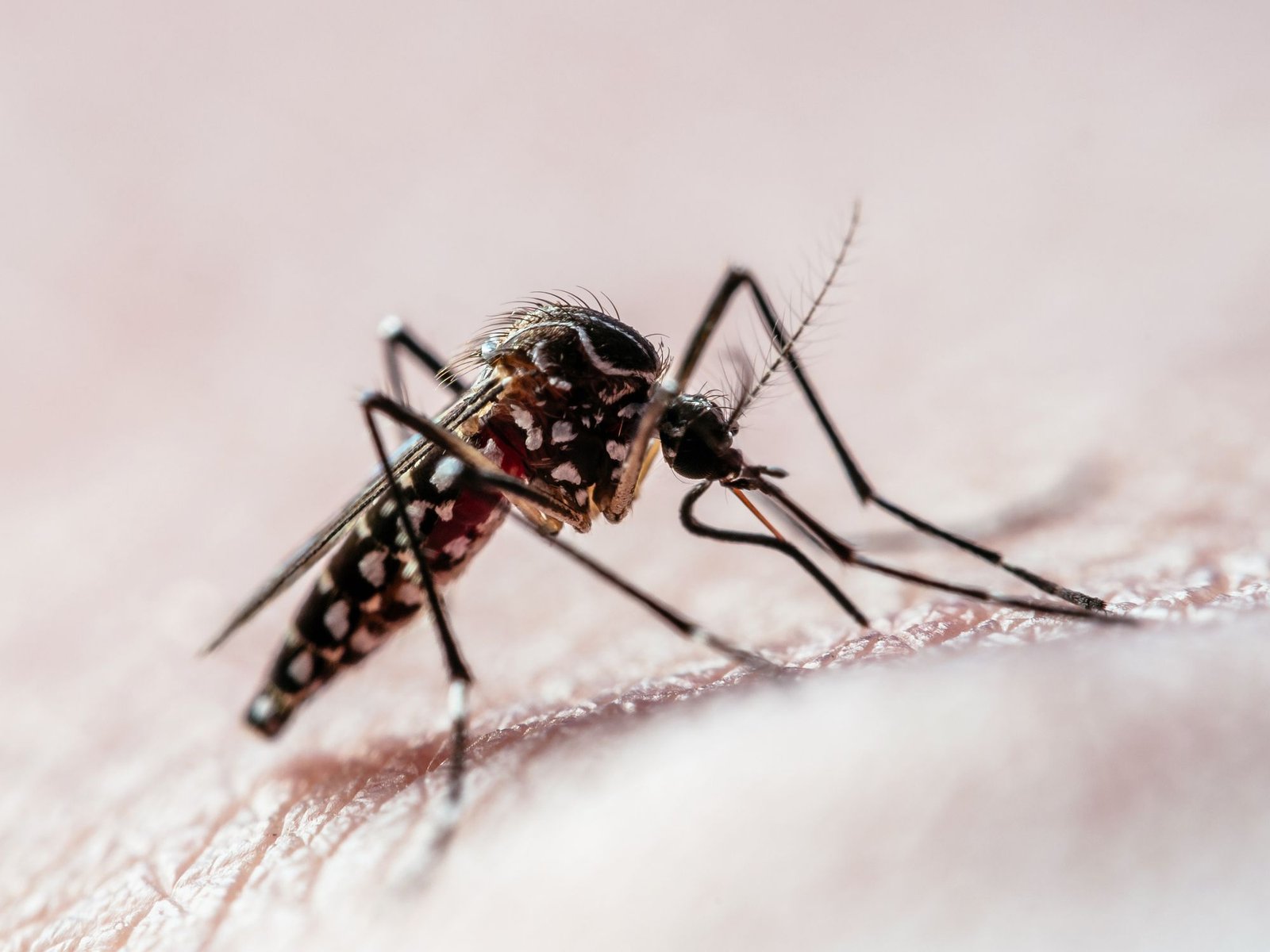 São Paulo atinge 900 mil casos de dengue, cerca de 25% dos registros no Brasil