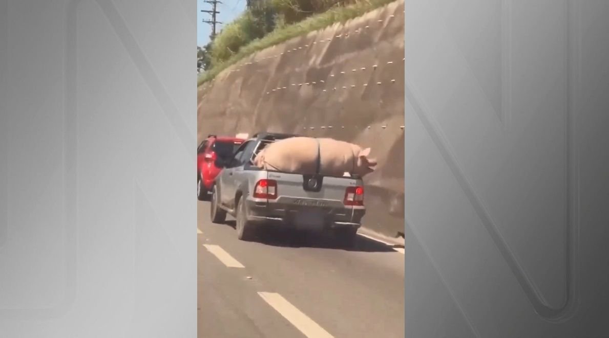 Vídeo de porco e cabrito transportados em caminhonete em rodovia de SP viraliza