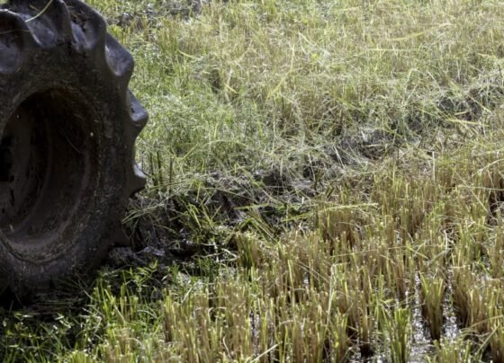 PerSul atuará em dez frentes para retomar atividades agropecuárias