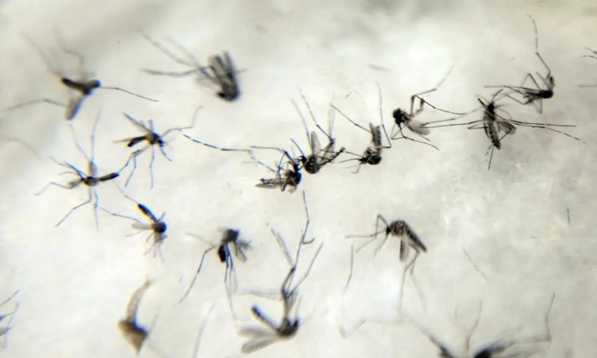 Brasil tem 5,4 milhões de casos de dengue; em SP, a doença avança em todos os distritos – Saúde – CartaCapital