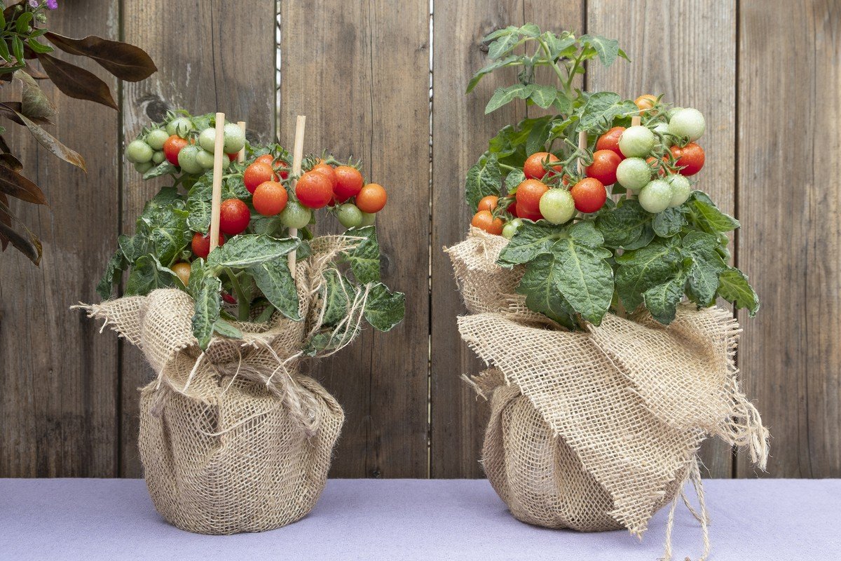 Como cultivar tomate em casa | Paisagismo