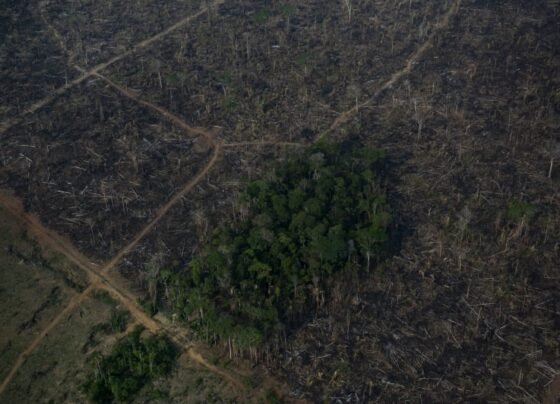 Tanto regiões de mata quanto de não floresta foram monitoradas