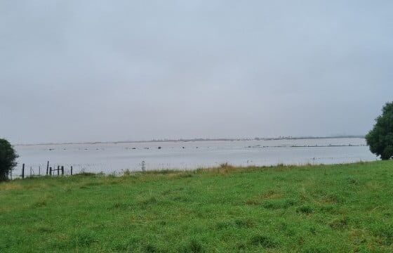 Lavouras de arroz ainda não colhidas estão embaixo d