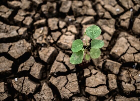 Regramento altera indenizações por perdas no período de Zoneamento Agrícola de Risco Climático