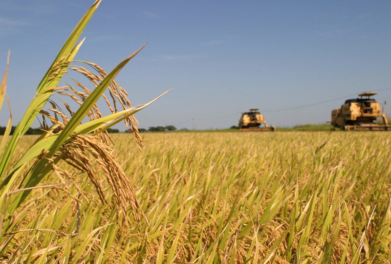 Colheita de arroz encerra no RS com 7,16 milhões de toneladas do grão