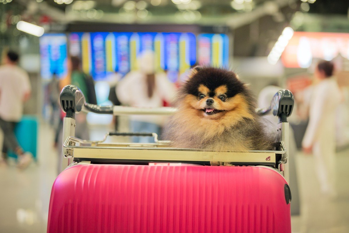 Esta é a primeira companhia aérea exclusiva para cães e seus donos | Viagem