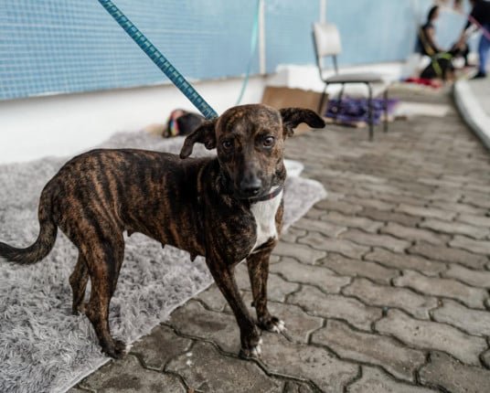 Governo anuncia projeto que incentiva adoção de animais resgatados em enchentes