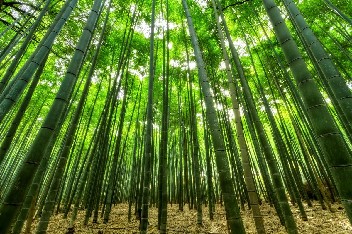 Florescimento deste bambu centenário preocupa cientistas; mas por quê? | Paisagismo