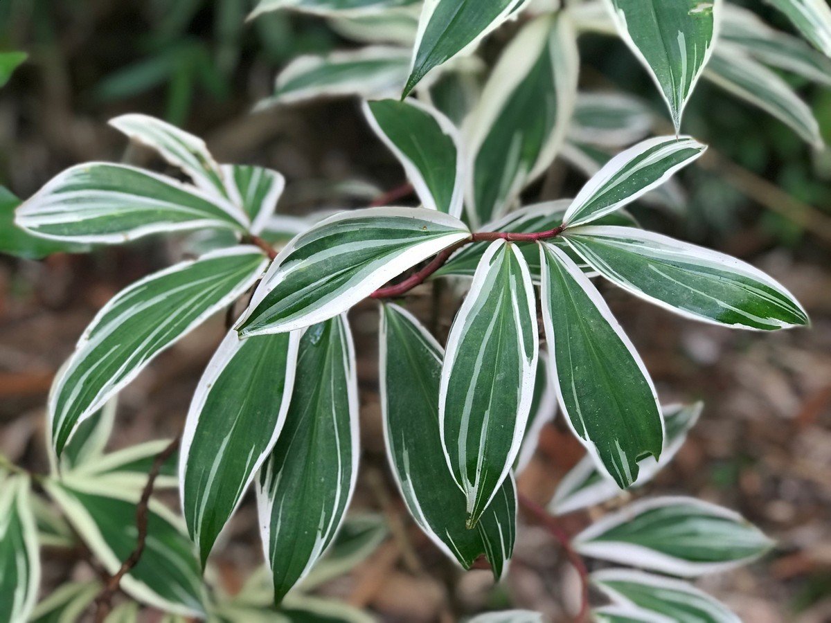 Plantas variegatas: o que são e como cuidar | Paisagismo