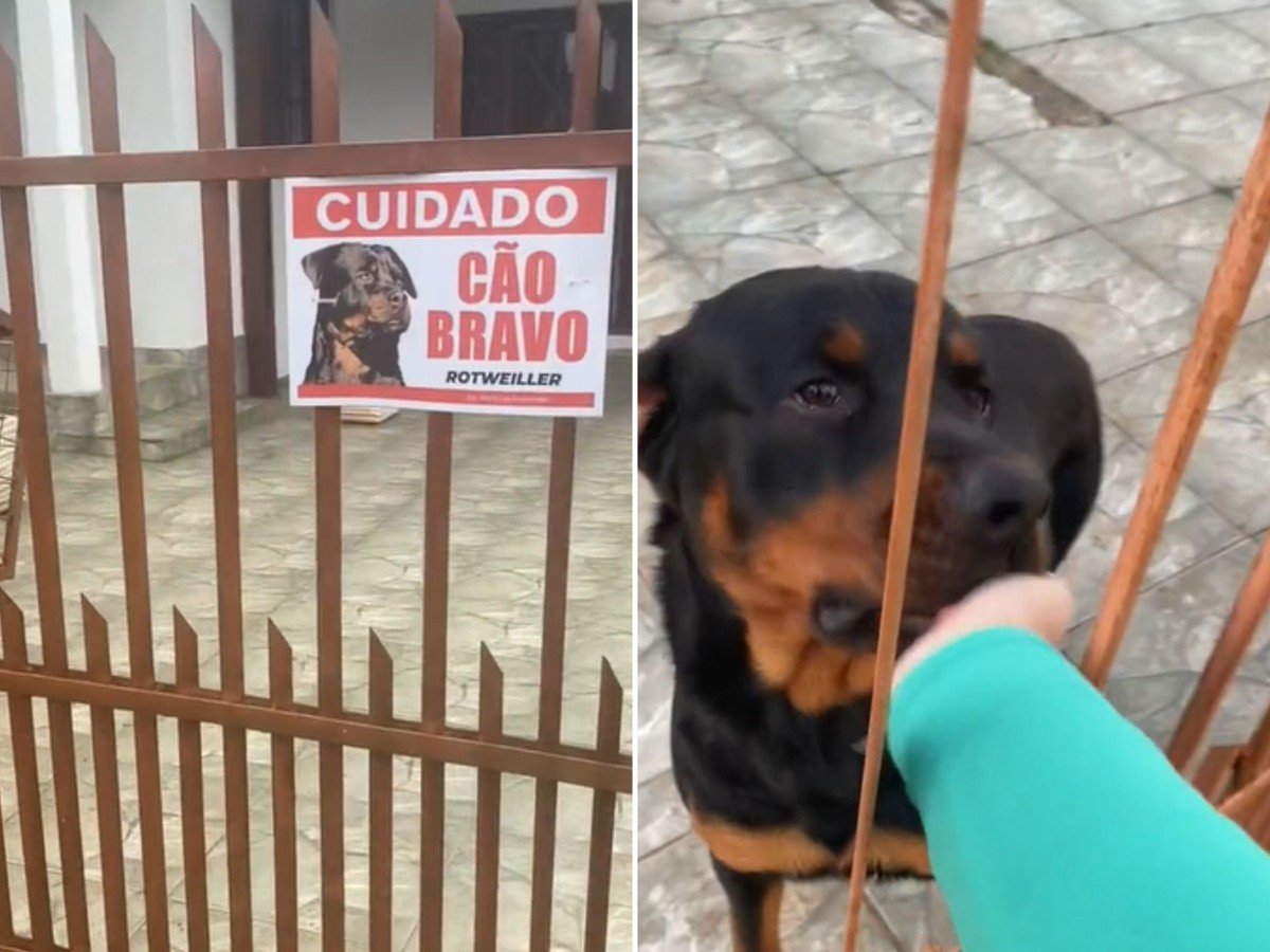 Casa com placa de “cão bravo” para Rottweiler saltitante viraliza; veja | Curiosidades