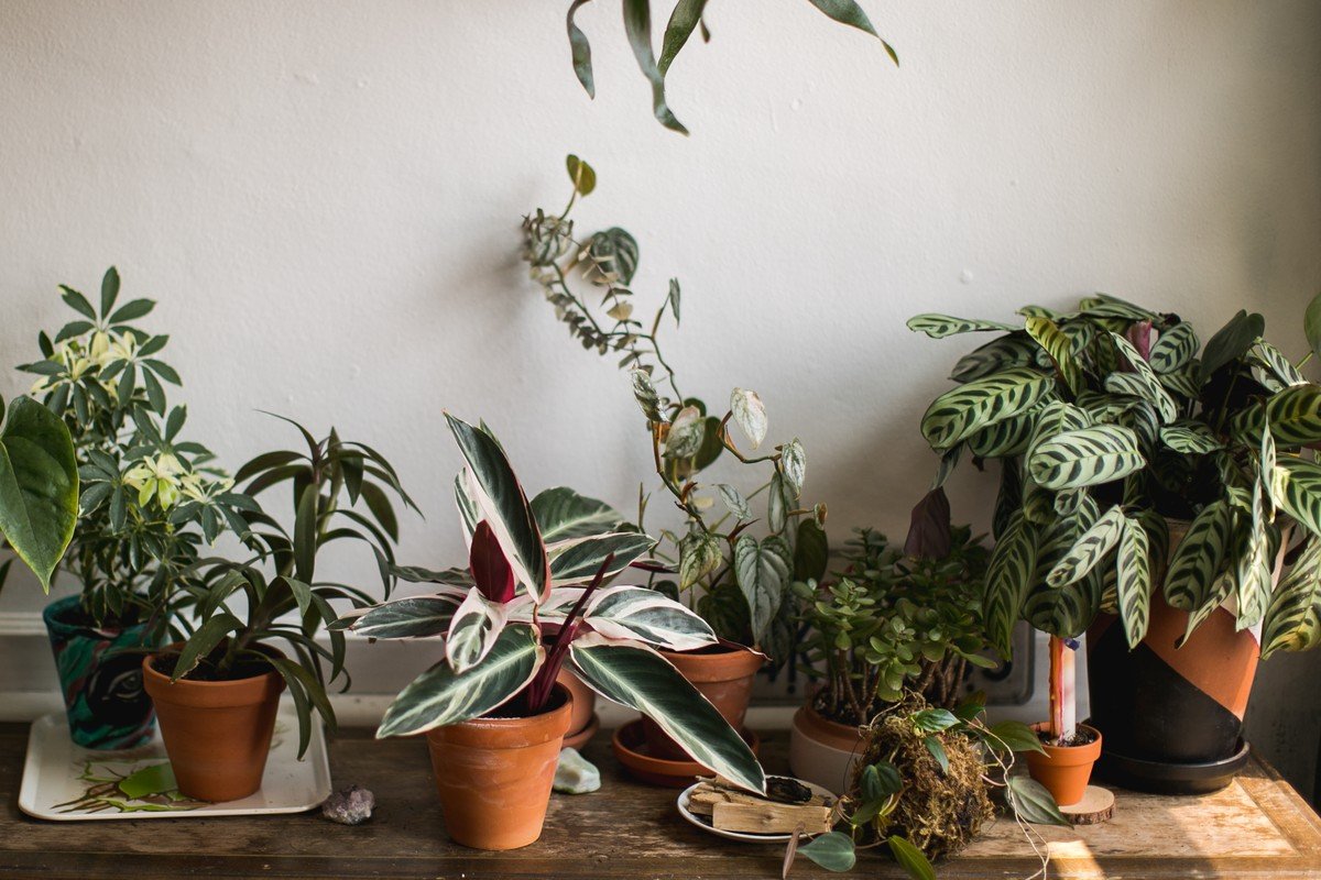 Plantas purificadoras de ar: 12 espécies para ter em casa | Paisagismo