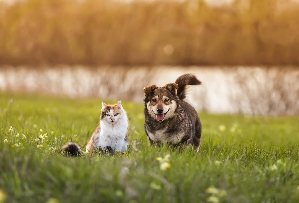 Como cuidar dos pets no calor | Smart