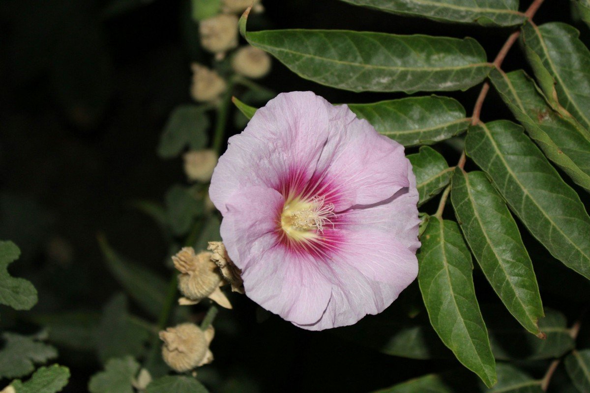 Cheflera: a planta medicinal poderosa que você precisa ter em casa custe o que custar | Paisagismo