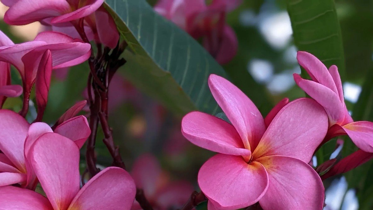 Estas são as plantas e flores sagradas da cultura maia | Paisagismo