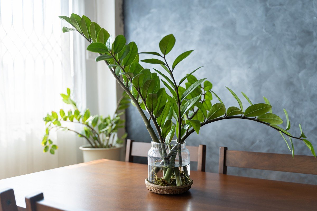 Onde colocar zamioculca em casa? Aposte nestes ambientes para atrair boas energias | Smart