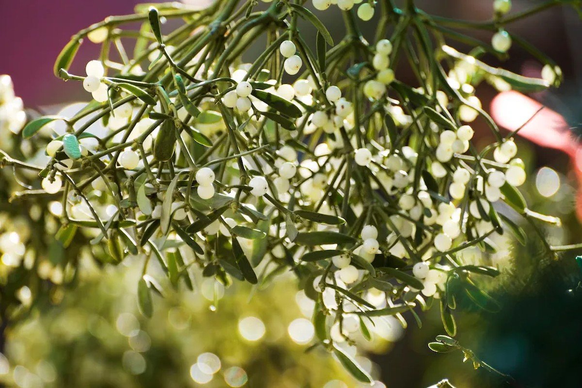 Prosperidade e boa sorte: 7 plantas poderosas para ter em casa | Paisagismo