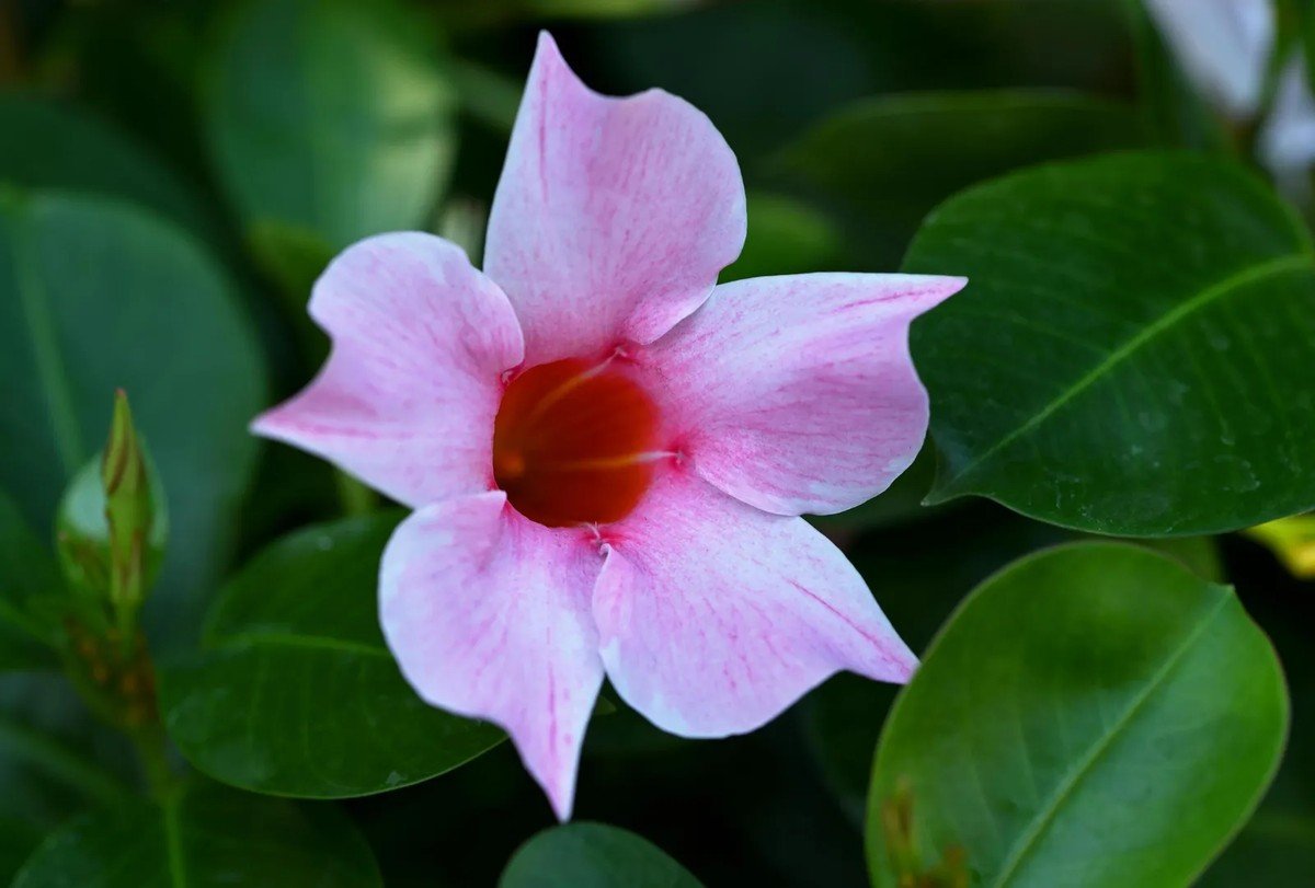 Dipladênia: uma das flores mais lindas para ter em casa | Paisagismo